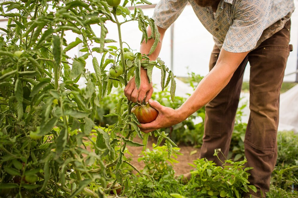organic-crops