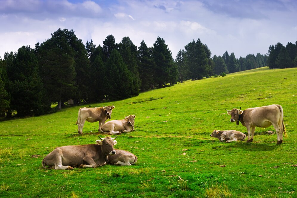 sustainable-livestock