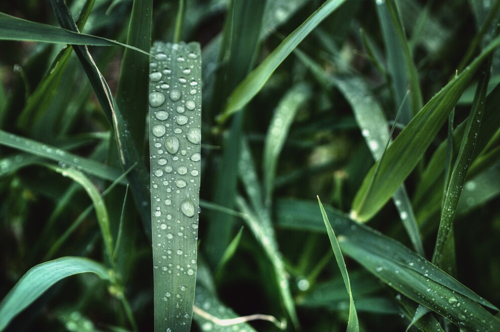 efficient-irrigation