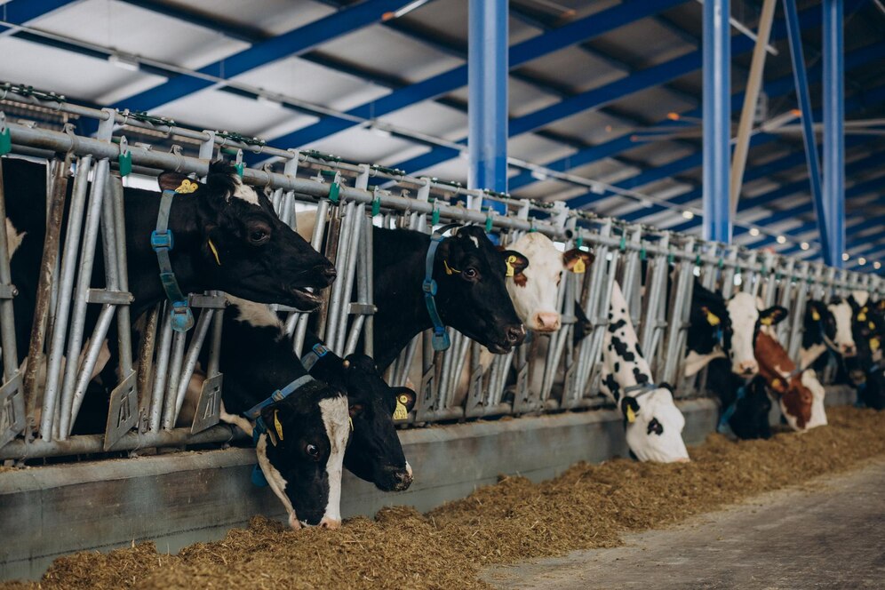 sustainable-livestock-farming