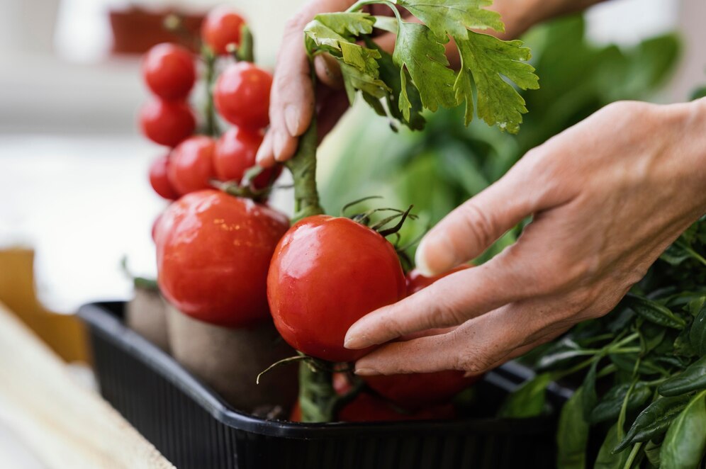 vegetable-production