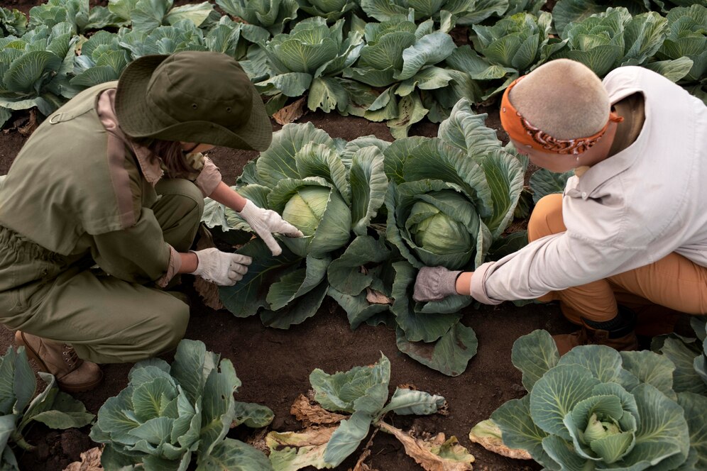 vegetable-crops